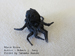 Arachnida/spider/spider001_black widow_Robert j. Lang001/spider001_black widow_Robert j. Lang001.htm